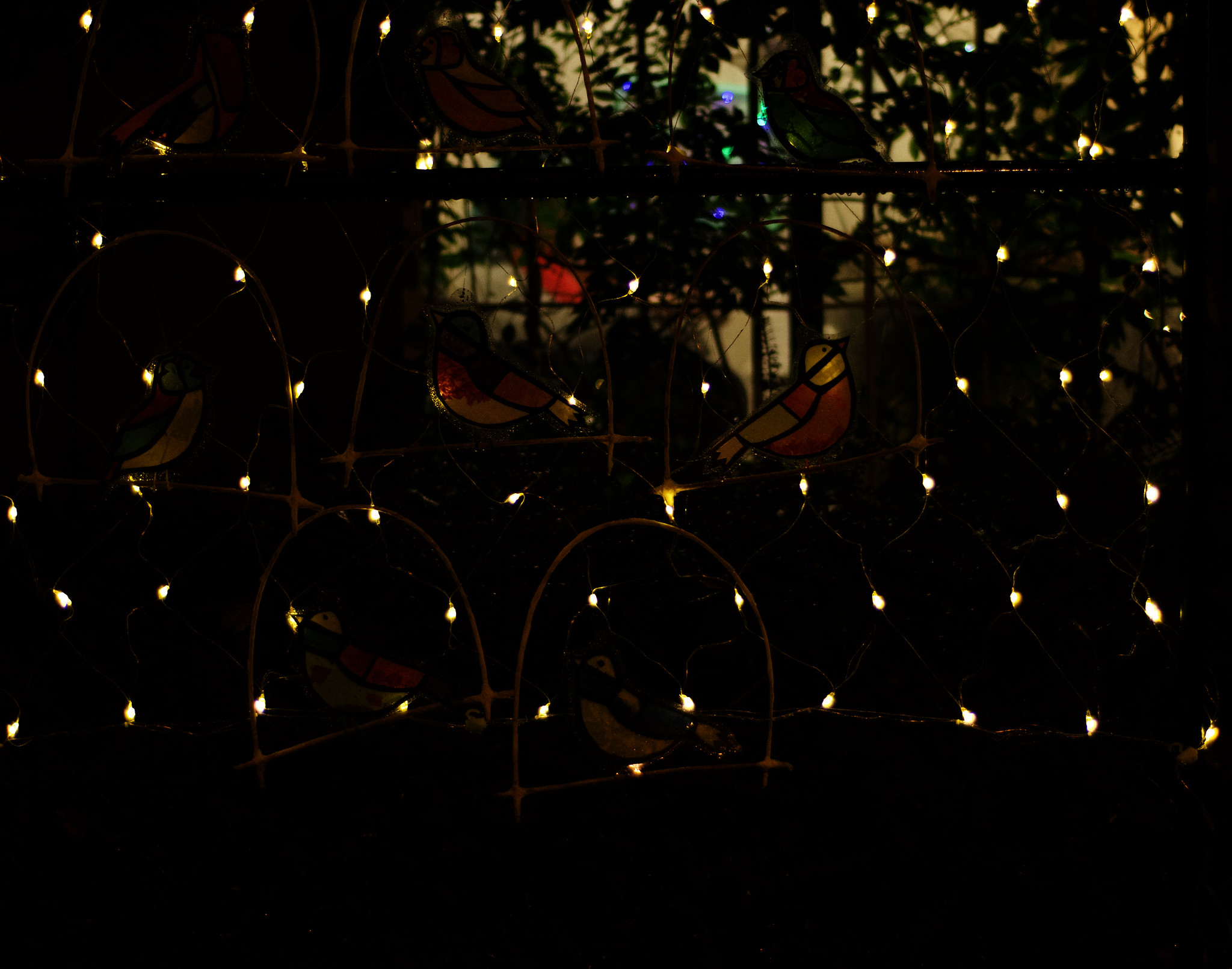 Twinkling birds