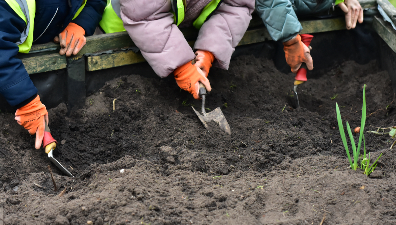 Planting in a raised bed